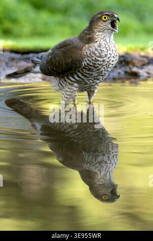 Junger männlicher eurasischer sparrowhawk an einem Bewässerungspunkt in einem Kiefern- und Eichenwald im frühen Licht eines Herbsttages Stockfoto