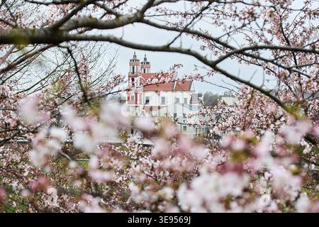Kirschblüten, die die Kirche von St. Philip und St. James Stockfoto