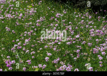 Farbenfrohe Kronenwicken bedecken im Frühjahr ein üppiges grünes Feld und zeigen ihre leuchtenden Rosa- und Weißtöne. Die blühenden Pflanzen gedeihen unter dem Kleinen Stockfoto