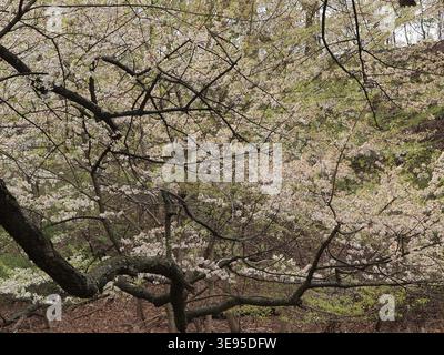 Kirschblüten im Branch Brook Park in Newark, New Jersey. Touristen, die die Kirschblüten in Essex County, Newark, NJ genießen Stockfoto
