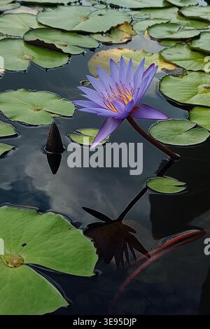 Lila Seerose und grüne Pads, die auf einem dunklen Wasserbecken schwimmen. Stockfoto