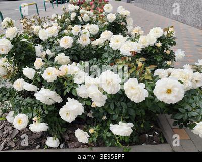 Weiße Rosen blühen im Gartenbeet. Blumenrosenstrauch im Sommerhofweg mit Blick von oben Stockfoto