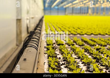 Hydroponisches Gewächshaus-System mit Tropfbewässerung. Bewässerungsröhren entlang der Pflanzbeete in intelligenten Gewächshäusern, Agrogeschäften. Modernes Gewächshaus mit Reihen von Stockfoto