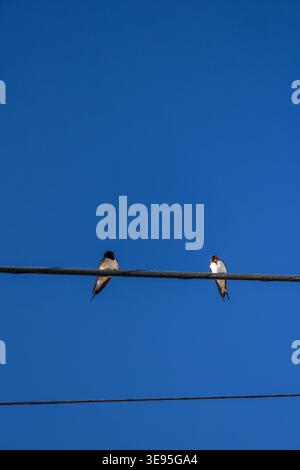 Zwei Schwalben liegen zusammen auf dem Geländer Stockfoto