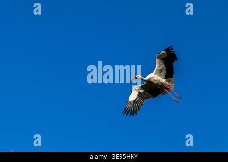 Weißstorch fliegt mit Flügeln in klarem blauem Himmel Stockfoto