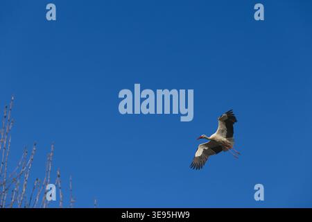 Storch schwingt ruhig bei Tageslicht Stockfoto