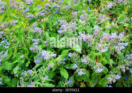 Borago Officinalis (Borage), blüht im April. Stockfoto