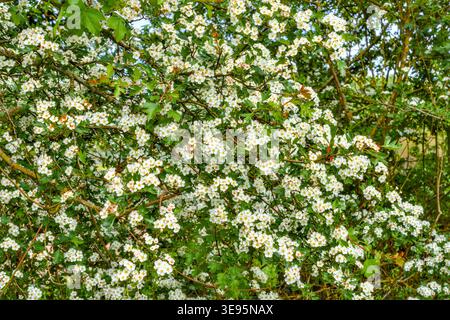 Weißdornstrauch (Crataegus monogyna) in voller Blüte im Frühjahr - Bossay-sur-Claise, Indre-et-Loire (37), Frankreich. Stockfoto