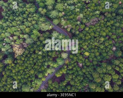 Aus der Vogelperspektive einer gewundenen Asphaltstraße, die durch einen dichten grünen Wald mit üppigen immergrünen Bäumen in Vallombrosa, Toskana, Italien führt. Stockfoto