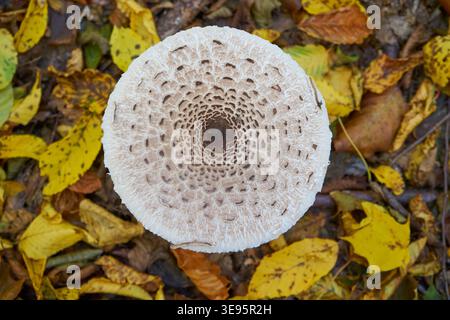 Runder Pilzhut auf einem Hintergrund aus gelben Blättern im Wald Stockfoto