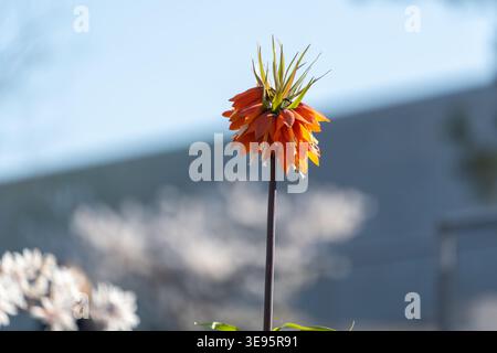 Eine einzelne orangene Blume steht hoch vor dem sanften blauen Himmel. Gesäumte Blütenblätter leuchten in warmem Sonnenlicht. Grüne Knospen blicken über die Kurve der Blüte. Hintergrund fa Stockfoto
