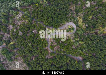 Aus der Vogelperspektive auf eine gewundene Straße mit scharfen Haarnadelkurven, die sich durch einen dichten grünen Wald mit üppigen Bäumen schlängelt. Vallombrosa, Toskana, Italien. Stockfoto