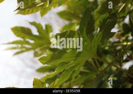 Sonnenbeleuchtete grüne texturierte tropische Blätter von fatsia japonica, Fatsi, Paperplant, falsche Rizinusölpflanze, japanische aralia grüne Blätter vor hellem Himmel s Stockfoto