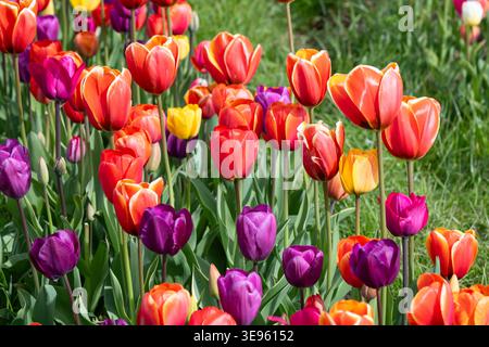 Bunte Tulpen in Blume Stockfoto