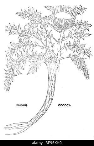 Carlina Leonhart Fuchs (16. Jahrhundert) wurde mit botanischen Illustrationen assoziiert. Der historische Fotodruck gibt ihre Darstellung von Eberwurz aus dem Jahr 1543 wieder. Stockfoto