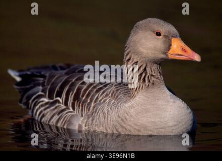 Graugans (Anser anser) Porträt eines erwachsenen Wildvogels auf einem Teich im Stadtpark im Abendlicht, Edinburgh, Midlothian, Schottland, Mai. Stockfoto