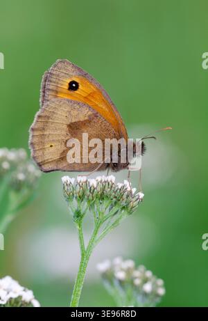 Meadow Brown Butterfly (Maniola jurtina) am frühen Morgen auf Schafgarbe, Berwickshire, Schottland, August Stockfoto