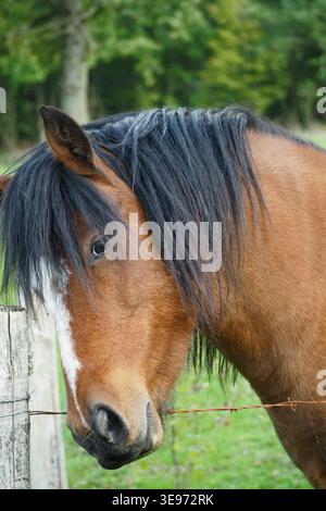 Braunes Pferdeporträt mit langer Mähne in ländlicher Weide, natürlicher Haustierlandszene Stockfoto