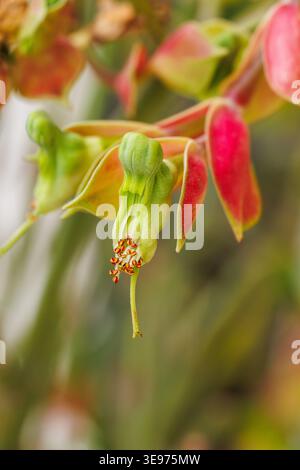 Minimale Makroaufnahme von Euphorbia bracteata mit einer zentrierten grünen Blüte und subtilen roten Hochblättern. Ein weicher verschwommener Hintergrund unterstreicht die klare Komposition Stockfoto