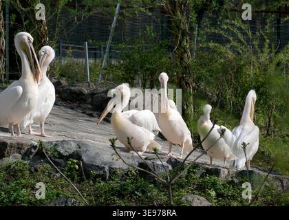 Weiße Pelikane stehen anmutig auf Steinen, umgeben von üppigem Grün. Stockfoto