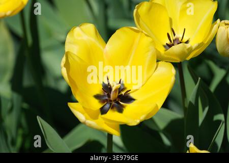 Leuchtend gelbe Tulpen öffnen sich wunderschön in einem üppigen Garten an einem sonnigen Frühlingstag. Stockfoto