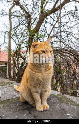 Ginger Streunkatze mit gekerbtem Ohr auf Steinpflaster. Vernarbte charismatische orange Tabby Katze. Stockfoto