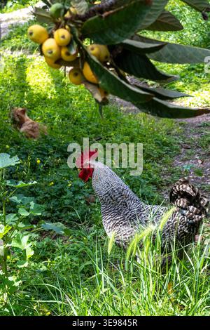 Hahnenporträt in einem üppigen Garten mit Früchten Stockfoto