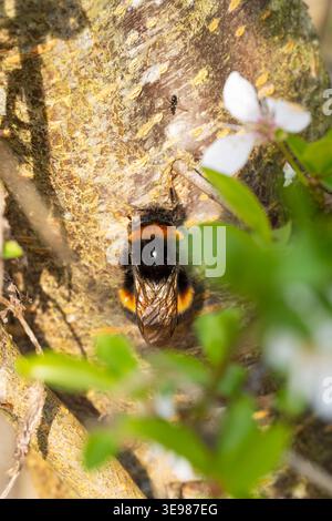Hummel Bombus terrestris, Imago-Königin, die sich im Frühling auf der Seite eines Baumes bei Sonnenschein, Nottinghamshire, UK, März, aufhält Stockfoto