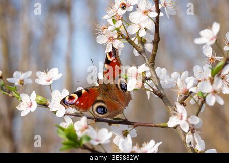 Peacock Aglais io, Imago, die im Frühling Weißdornblüten am Rande eines Waldes füttern, Nottinghamshire, UK, März Stockfoto