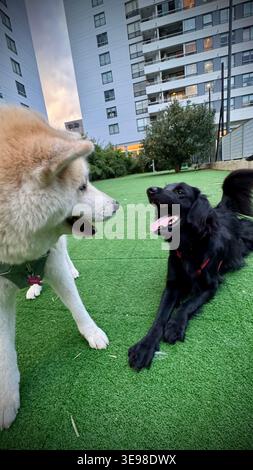 Buenos Aires, Argentinien - 16. April 2026: Akita inu Hund und andere Hunde spielen in buenos aires, argentinien Stockfoto