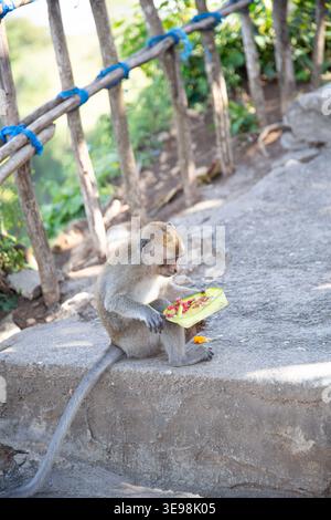 Wilder Affe, der auf einer Straße in Bali, Indonesien, mit traditionellem Canang-Sari interagiert Stockfoto