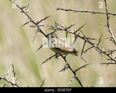Chiffchaff (Phylloscopus collybita) thront im Frühjahr in dornigem Gestrüpp, England, Vereinigtes Königreich Stockfoto