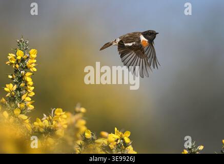 Schwarzkehlchen - Saxicola torquata Stockfoto