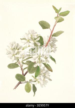 Historische botanische Illustrationen von Amelanchier alnifolia (Dienstbeere) mit zarten weißen Blüten und grünem Laub auf verzweigten Stämmen, von Frederick Andrews Walpole, um 1902. Stockfoto