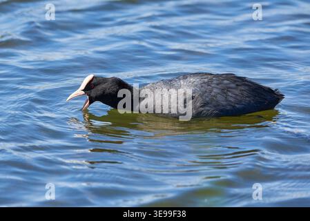 Eurasischer Coot auf der Suche nach Nahrung ( Fulica ATRA ). Stockfoto