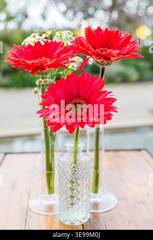 Rote Gerbera-Blüten blühen in Glasvasen auf Holztisch Stockfoto