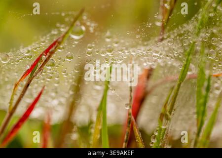 Wassertropfen hängen von Einem Spinnennetz im Gras in Shenandoah Stockfoto