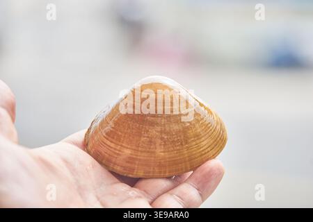 Nahaufnahmen frischer koreanischer Surfmuscheln mit nassen, glänzenden, gelblichen Muscheln. Die feinen Details unterstreichen die Qualität von erstklassigen lokalen Meeresfrüchten. Stockfoto