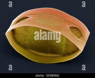 Kieselalgen. Farbige Rasterelektronenmikrographie (REM)-Kieselalgen. Vergrößerung: x2000 bei Druck in einer Breite von 10 Zentimetern. Stockfoto