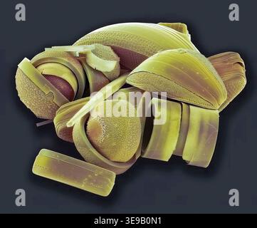 Kieselalgen. Farbige Rasterelektronenmikrographie (REM) einer Sammlung verschiedener Kieselalgen-Arten. Vergrößerung X 500 bei 10 Zentimetern Breite. Stockfoto