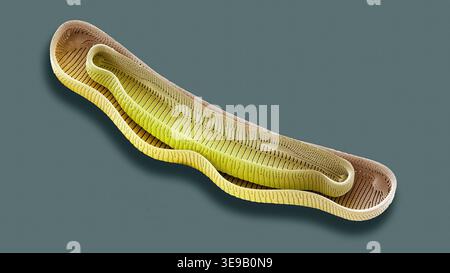 Kieselalgen. Farbige Rasterelektronenmikrographie (REM). Vergrößerung: x2000 bei Druck in einer Breite von 10 Zentimetern. Stockfoto