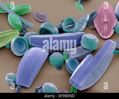 Kieselalgen. Farbige Rasterelektronenmikrographie (REM) einer Sammlung verschiedener Kieselalgen-Arten. Vergrößerung X 500 bei 10 Zentimetern Breite. Stockfoto