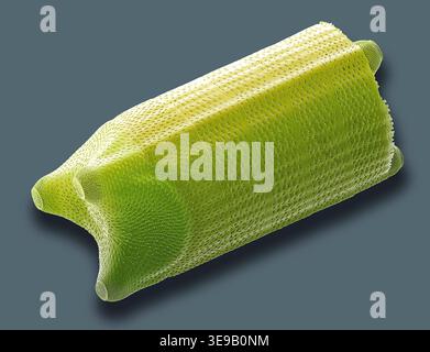 Kieselalgen. Farbige Rasterelektronenmikrographie (REM). Vergrößerung: x2000 bei Druck in einer Breite von 10 Zentimetern. Stockfoto
