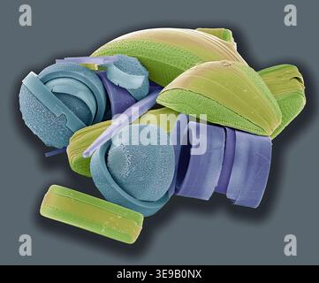 Kieselalgen. Farbige Rasterelektronenmikrographie (REM) einer Sammlung verschiedener Kieselalgen-Arten. Vergrößerung X 500 bei 10 Zentimetern Breite. Stockfoto