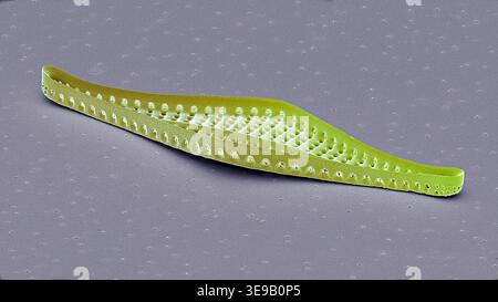 Kieselalgen. Farbige Rasterelektronenmikrographie (REM). Vergrößerung: x2000 bei Druck in einer Breite von 10 Zentimetern. Stockfoto