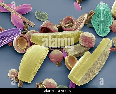 Kieselalgen. Farbige Rasterelektronenmikrographie (REM) einer Sammlung verschiedener Kieselalgen-Arten. Vergrößerung X 500 bei 10 Zentimetern Breite. Stockfoto