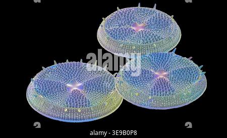Kieselalgen. Farbige Rasterelektronenmikrographie (REM) von Actinoptychus sp Diatomen. Vergrößerung: x1000 bei Druck mit einer Breite von 10 Zentimetern. Stockfoto