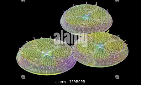 Kieselalgen. Farbige Rasterelektronenmikrographie (REM) von Actinoptychus sp Diatomen. Vergrößerung: x1000 bei Druck mit einer Breite von 10 Zentimetern. Stockfoto