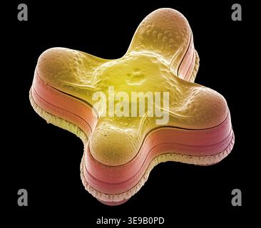 Kieselalgen. Farbige Rasterelektronenmikrographie (REM). Vergrößerung: x2000 bei Druck in einer Breite von 10 Zentimetern. Stockfoto