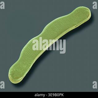 Kieselalgen. Farbige Rasterelektronenmikrographie (REM). Vergrößerung: x2000 bei Druck in einer Breite von 10 Zentimetern. Stockfoto